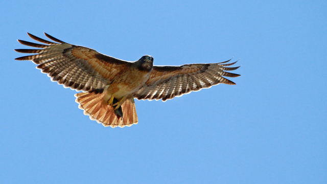 Soaring red-tailed hawk