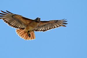 Soaring red-tailed hawk