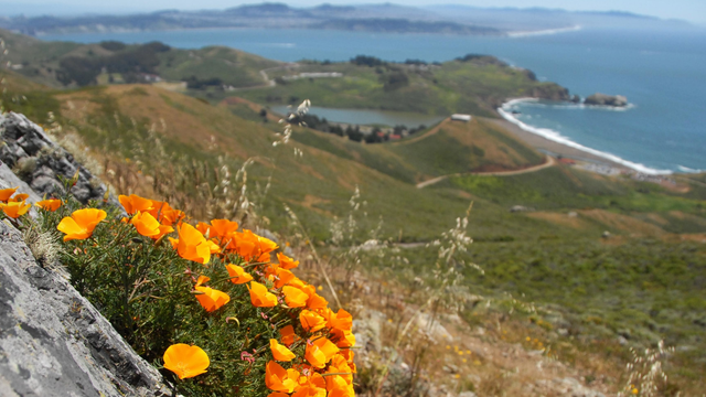 Poppies overlooking Fort Cronkhite and Rodeo Beach