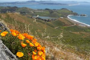 Poppies overlooking Fort Cronkhite and Rodeo Beach