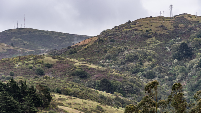 Habitat restoration volunteers work on Alta Ridge