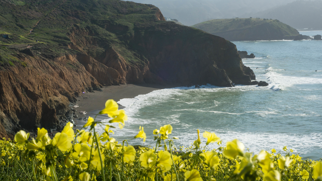 Wildflowers abound atop Mori Point