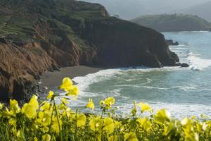 Wildflowers abound atop Mori Point