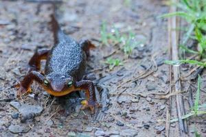 California newt