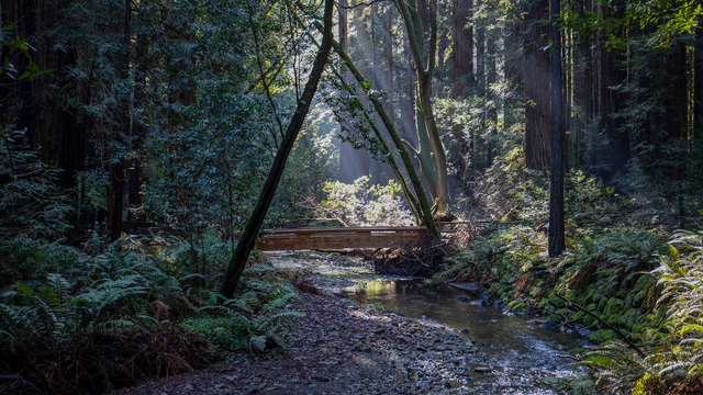 Bridge in Muir Woods Forest