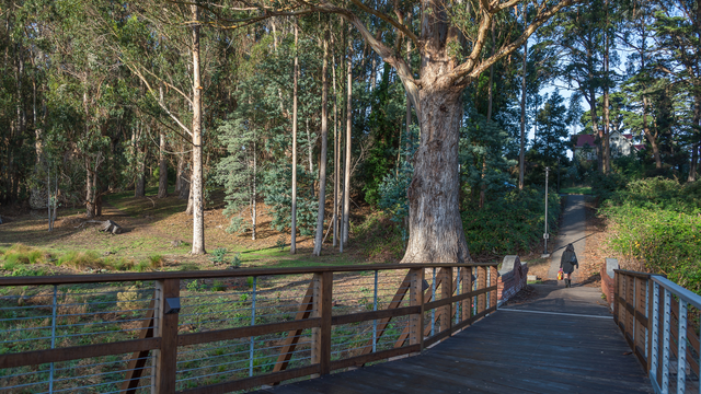 Visitor Strolling Through MacArthur Meadow
