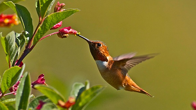 Allen's Hummingbird
