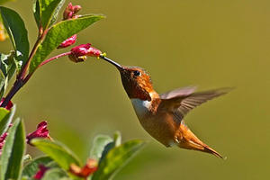 Allen's Hummingbird