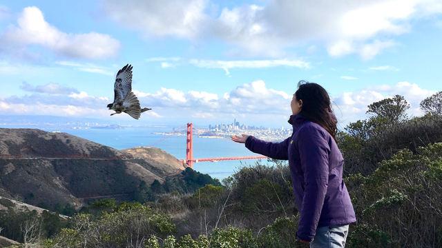 A woman in a purple coat stands at the right of the photo with arm extended. A brown & cream hawk flies with wings extended on left. Background is a partly cloudy sky with the Golden Gate bridge and San Francisco Bay, and in the foreground green shrubs