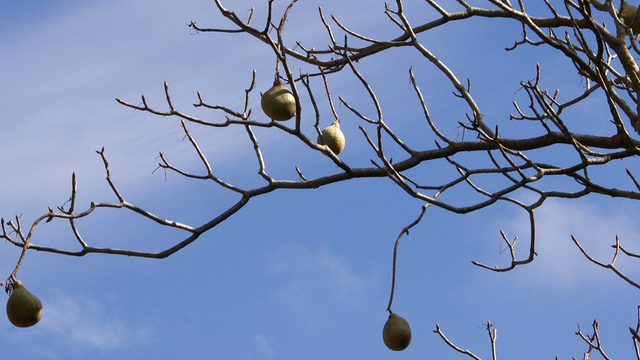 California buckeye during the fall season.