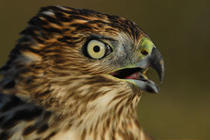 Cooper's Hawk