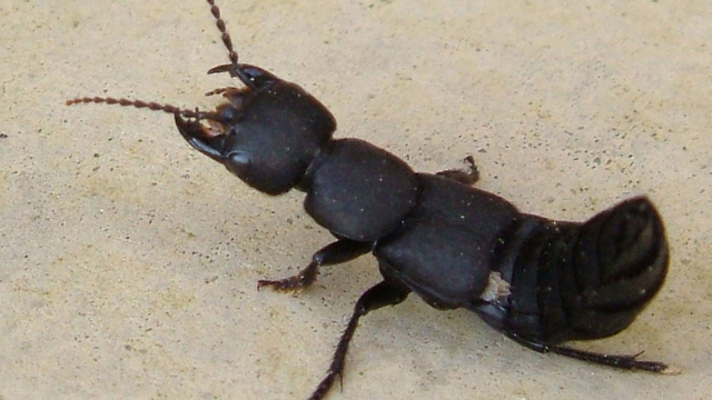 Devil’s coach horse beetle