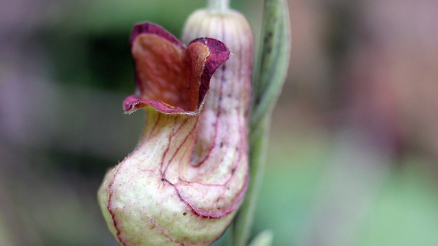 Dutchman’s pipe