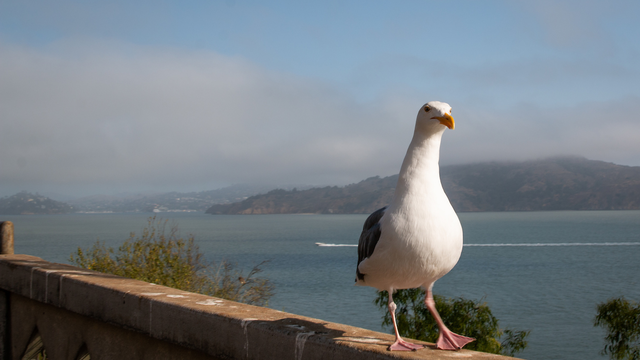 Western Gull Strolling on Alcatraz