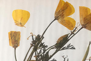 Alcatraz Gardens Class Series: Herbarium and Plant Pressing