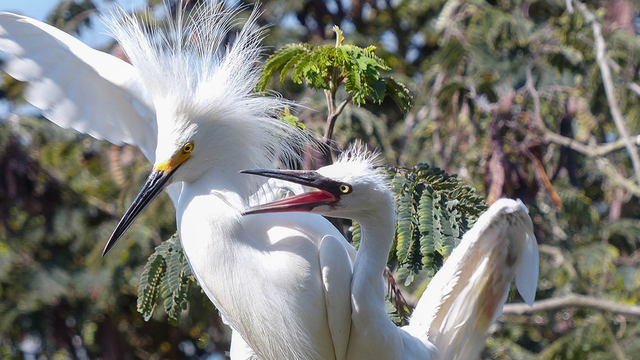Alcatraz Waterbirds Tour