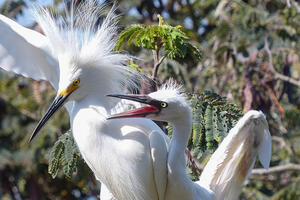 Alcatraz Waterbirds Tour