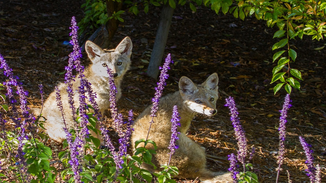 Two coyotes