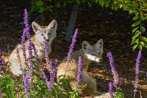 Two coyotes