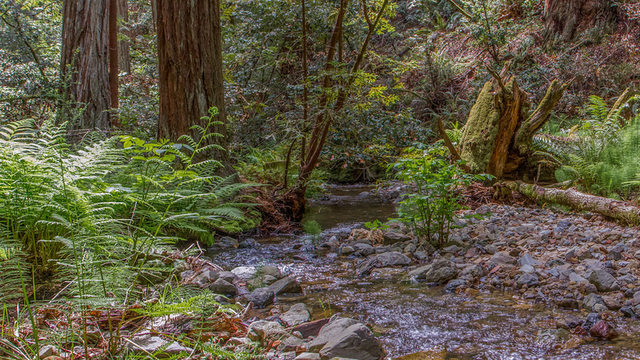 Muir Woods National Monument 