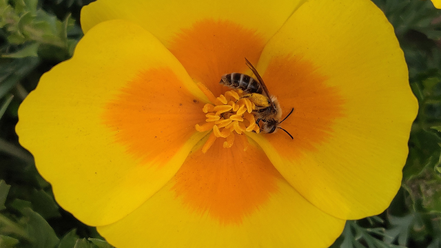 Abbotts Lagoon Bee SLeonGuerrero