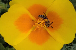 Abbotts Lagoon Bee SLeonGuerrero