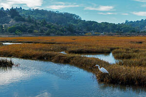Great Egret in Bothin Marsh