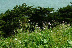 Why and How We Control Invasives in the Park Workshop
