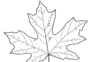 John Muir Laws, Nature Journal Club, Drawing Trees Part 1