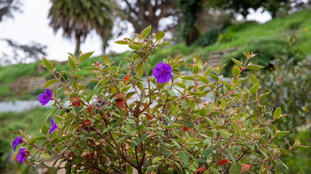 Purple Flowers at Black Point Historic Gardens