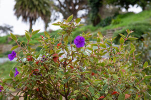 Purple Flowers at Black Point Historic Gardens