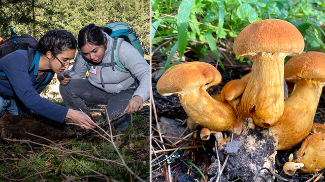 Looking for fungi and mushrooms in the Golden Gate National Recreation Area.