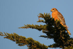 Red-Shouldered Hawk sitting in a tree