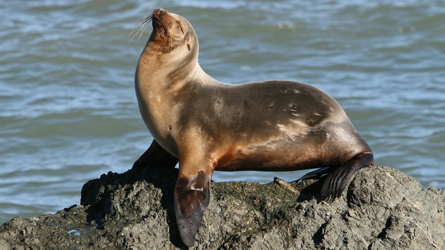 Sea lion sunning itself near Point Reyes