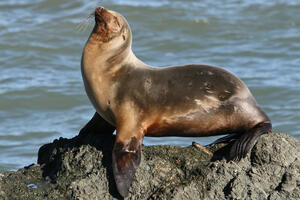 Sea lion sunning itself near Point Reyes