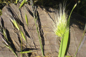 Introduction to Grass Identification
