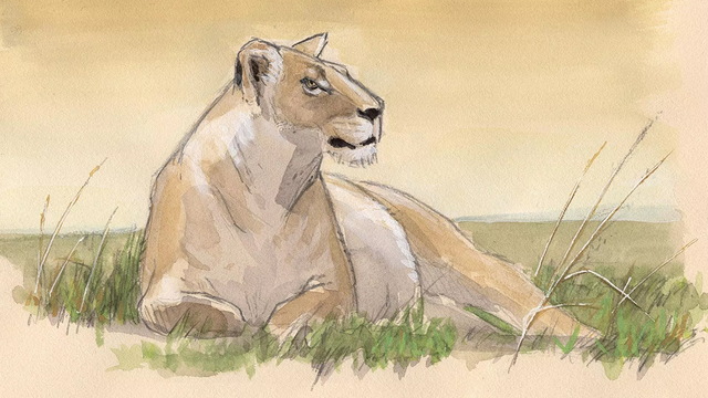 Nature Journal Club, Safari Sketching