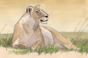 Nature Journal Club, Safari Sketching