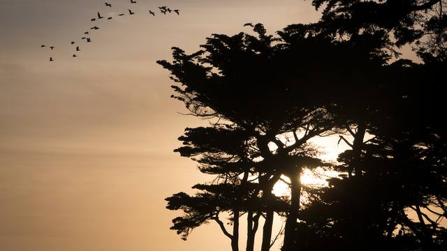 Sunset through the Cypress trees at Lands End