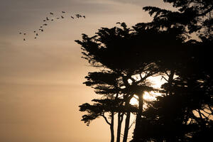 Sunset through the Cypress trees at Lands End