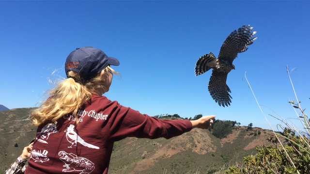 Volunteer Releasing Hawk
