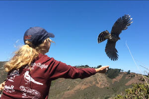 Volunteer Releasing Hawk