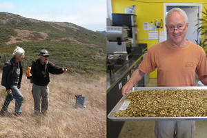 A group collects seed in a grassland. A volunteer holds a tray of seeds.