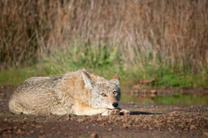 Coyote in the Marin Headlands