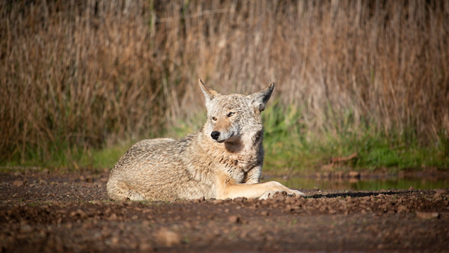Coyote Resting in Marin Headlands