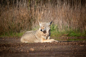 Coyote Resting in Marin Headlands