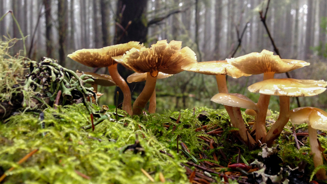 Smoky-gilled hypholoma mushroom