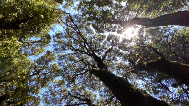 Tree canopy showing gaps that let light in.