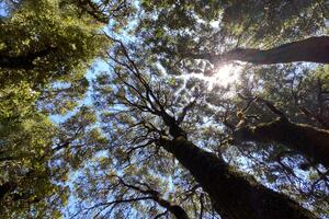 Tree canopy showing gaps that let light in.