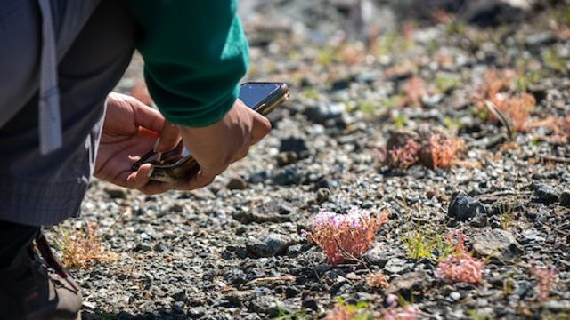 A volunteer with dark pants kneels at the left of the screen to take a picture with a phone of light pink flowers against a rocky background.